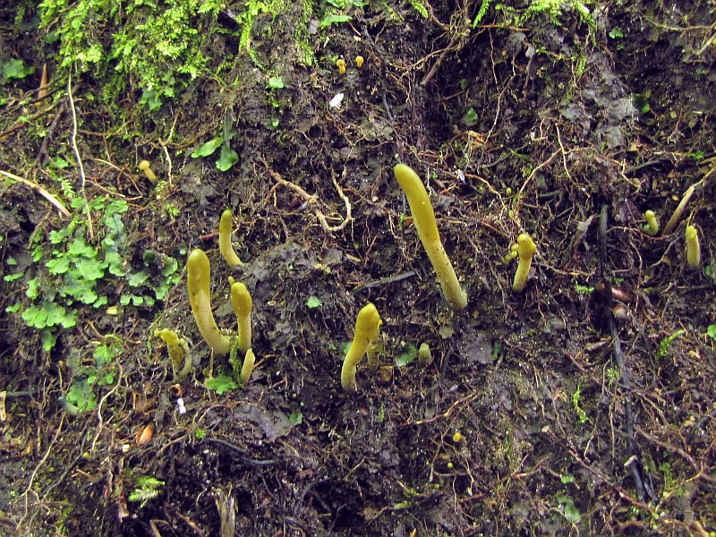 Microglossum viride (door Marian Jagers)