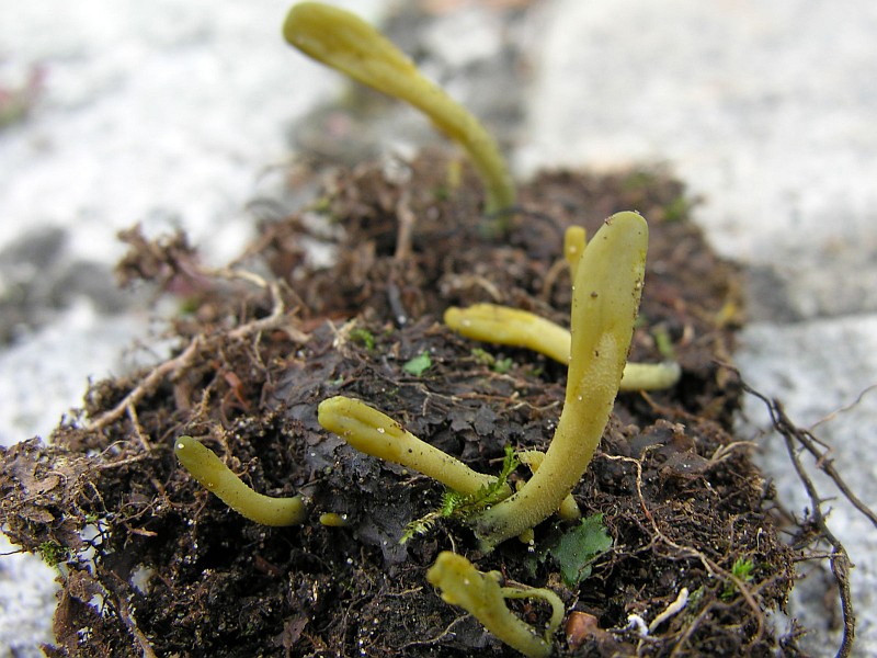 Microglossum viride (door Marian Jagers)