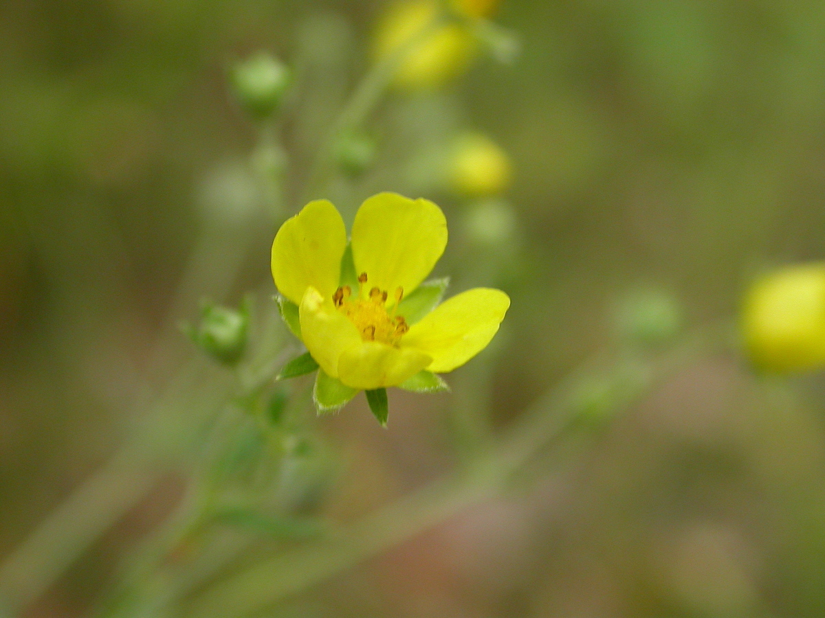 Potentilla intermedia (door Peter Meininger)