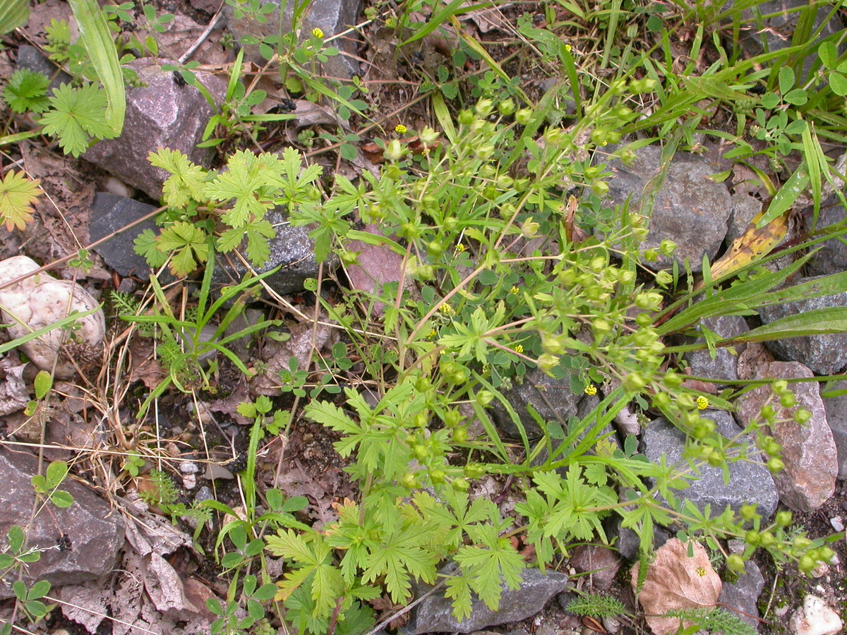 Potentilla intermedia (door Peter Meininger)