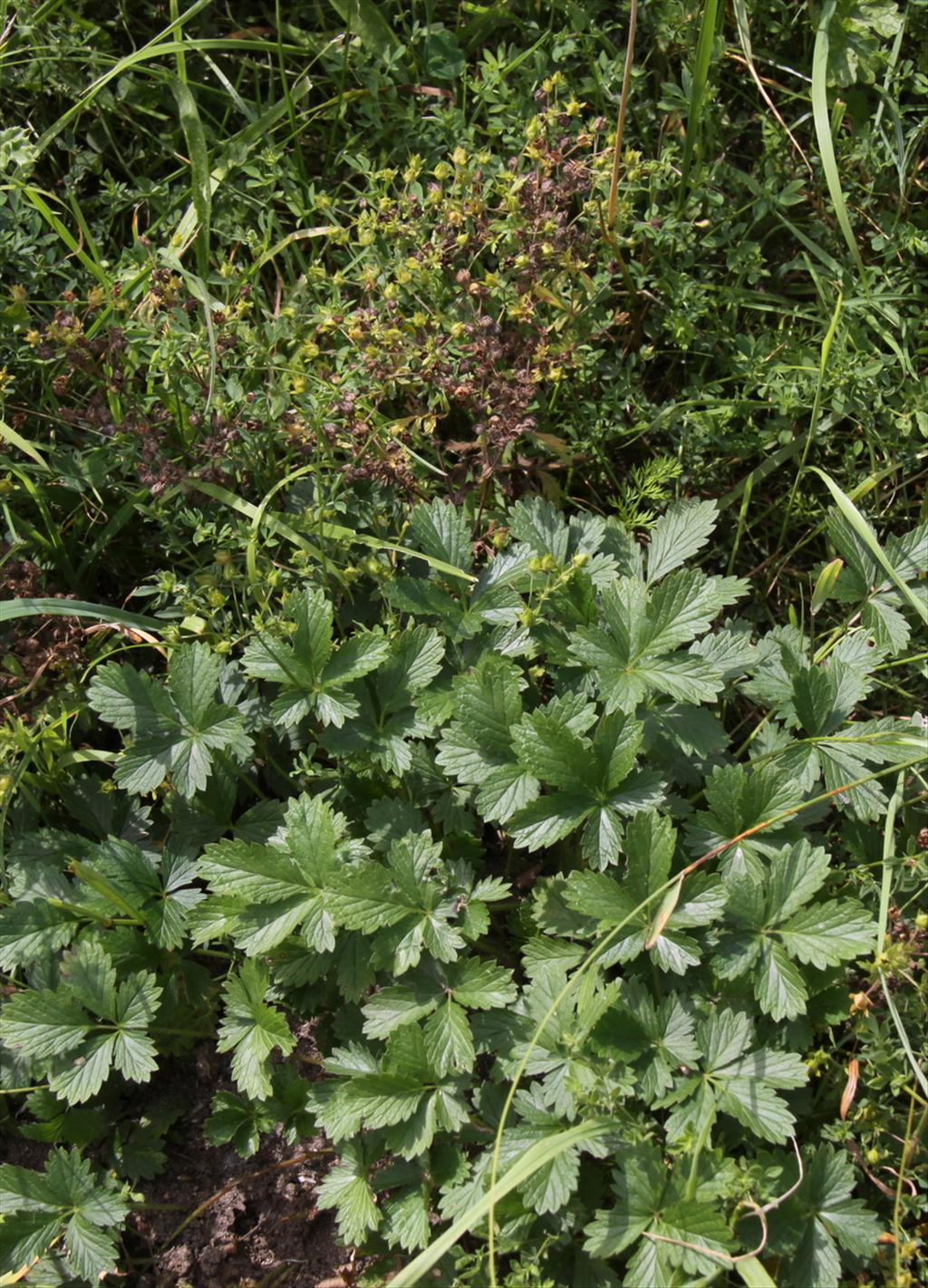 Potentilla intermedia (door Peter Meininger)