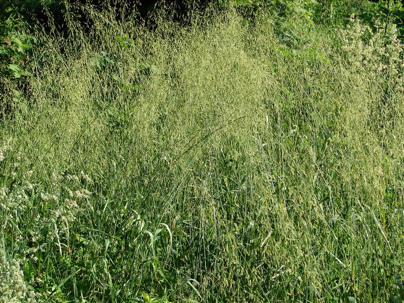 Milium effusum (door Adrie van Heerden)