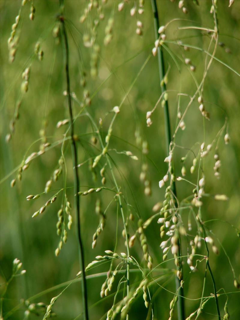 Milium effusum (door Adrie van Heerden)