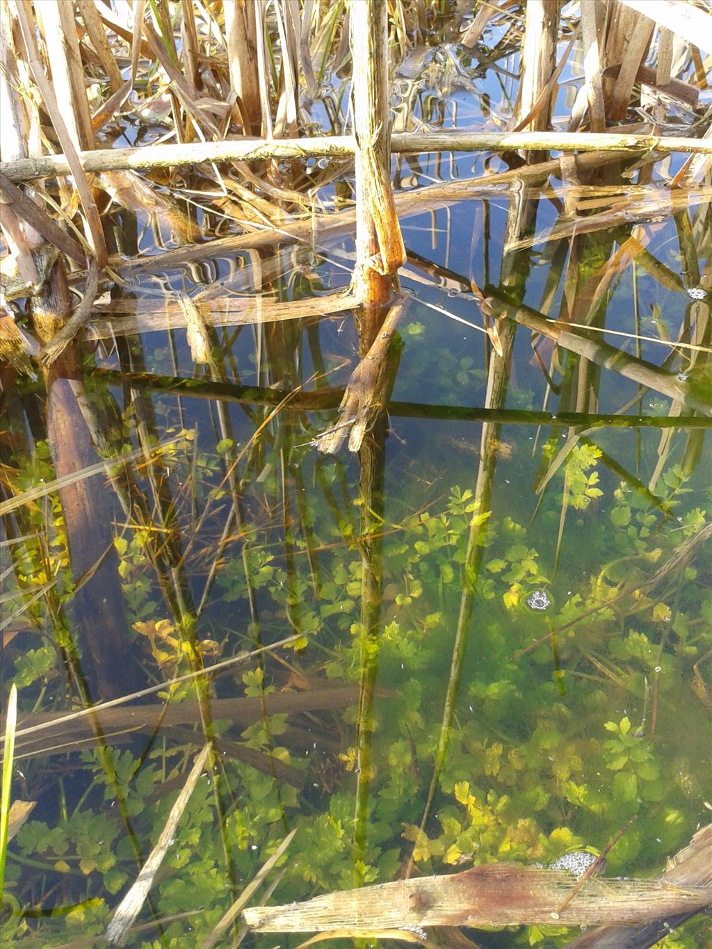 Helosciadium repens (door Edwin Dijkhuis)