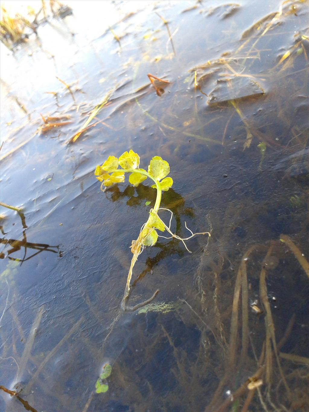 Helosciadium repens (door Edwin Dijkhuis)