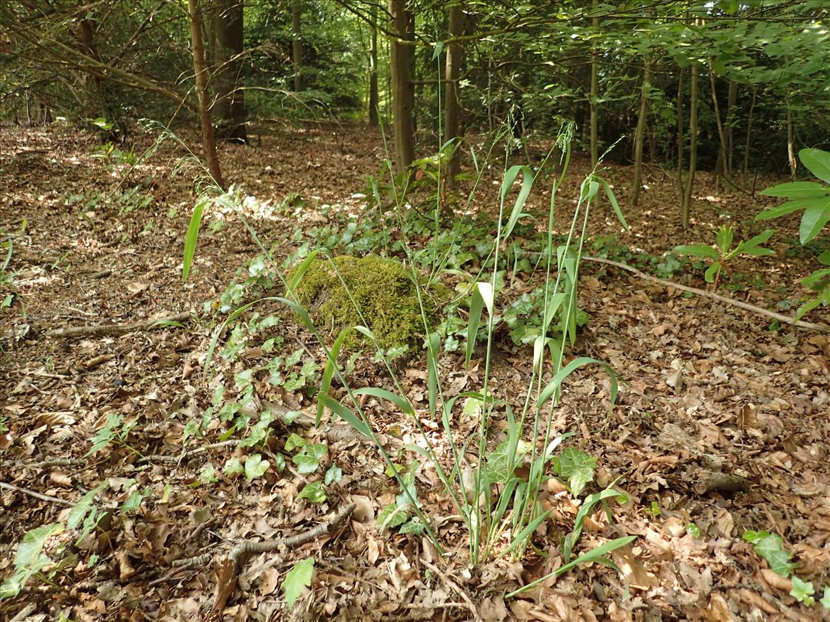 Milium effusum (door Adrie van Heerden)