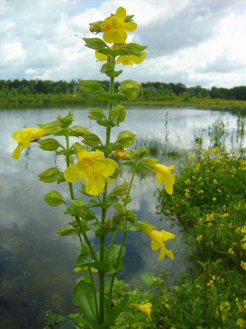 Mimulus guttatus (door Ruud Beringen)