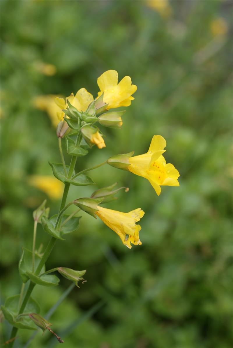 Mimulus guttatus (door Adrie van Heerden)