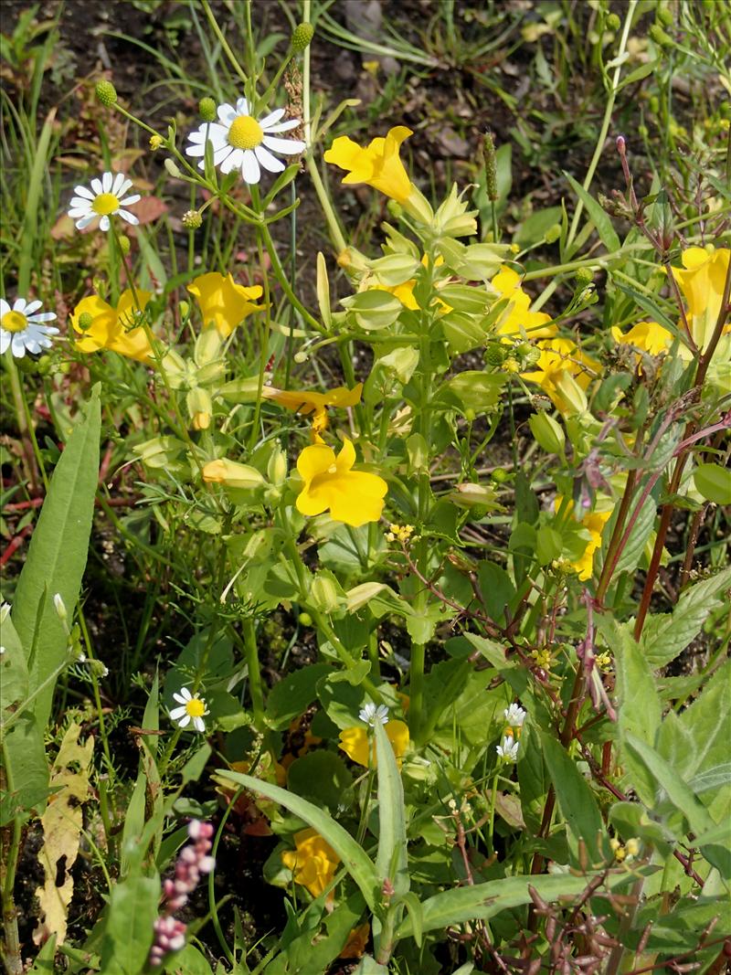 Mimulus guttatus (door Adrie van Heerden)