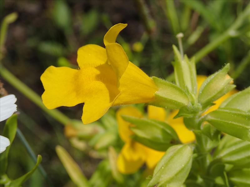 Mimulus guttatus (door Adrie van Heerden)