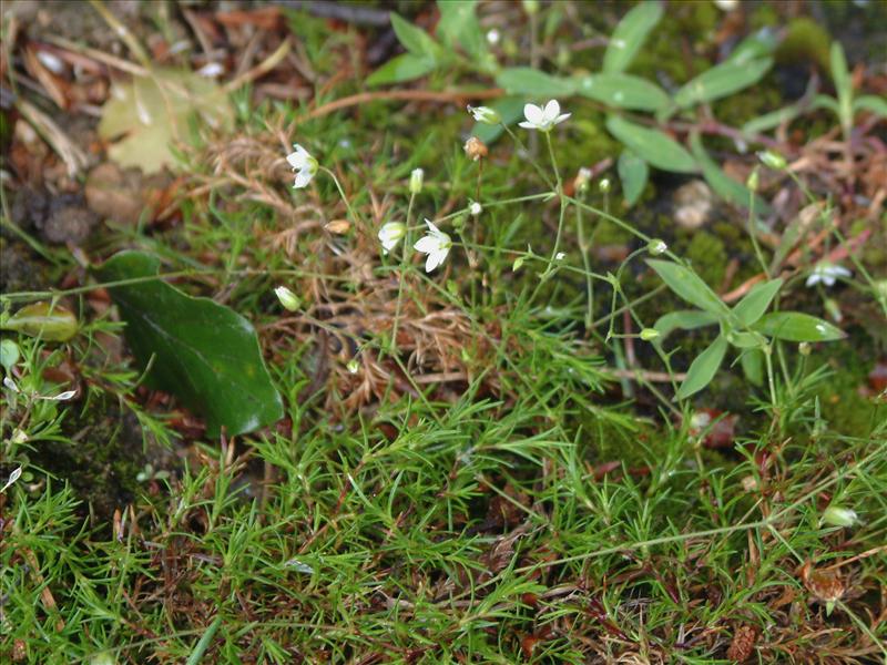 Sabulina tenuifolia (door Adrie van Heerden)