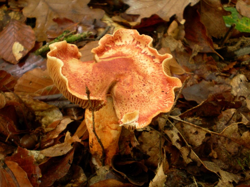 Cortinarius bolaris (door Aldert Gutter)