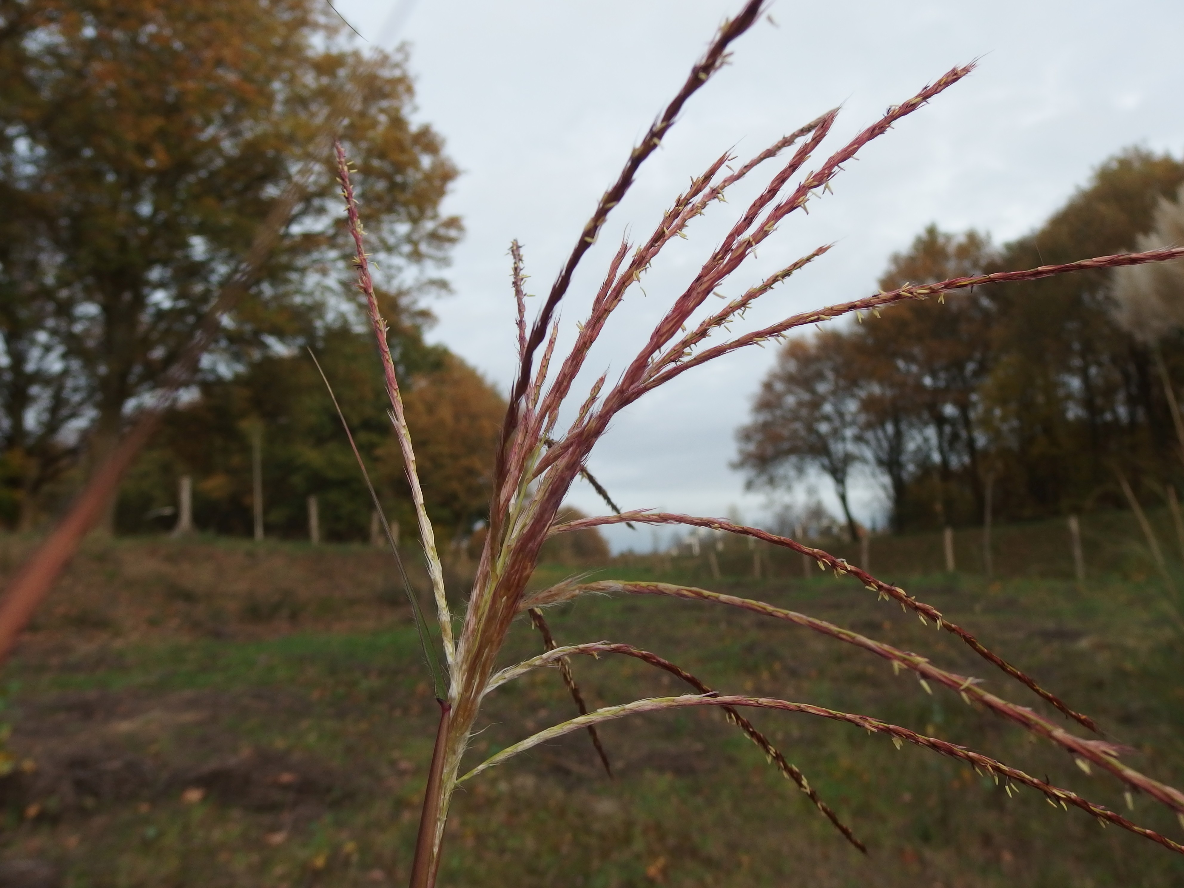 Miscanthus sinensis (door Aad van Diemen)