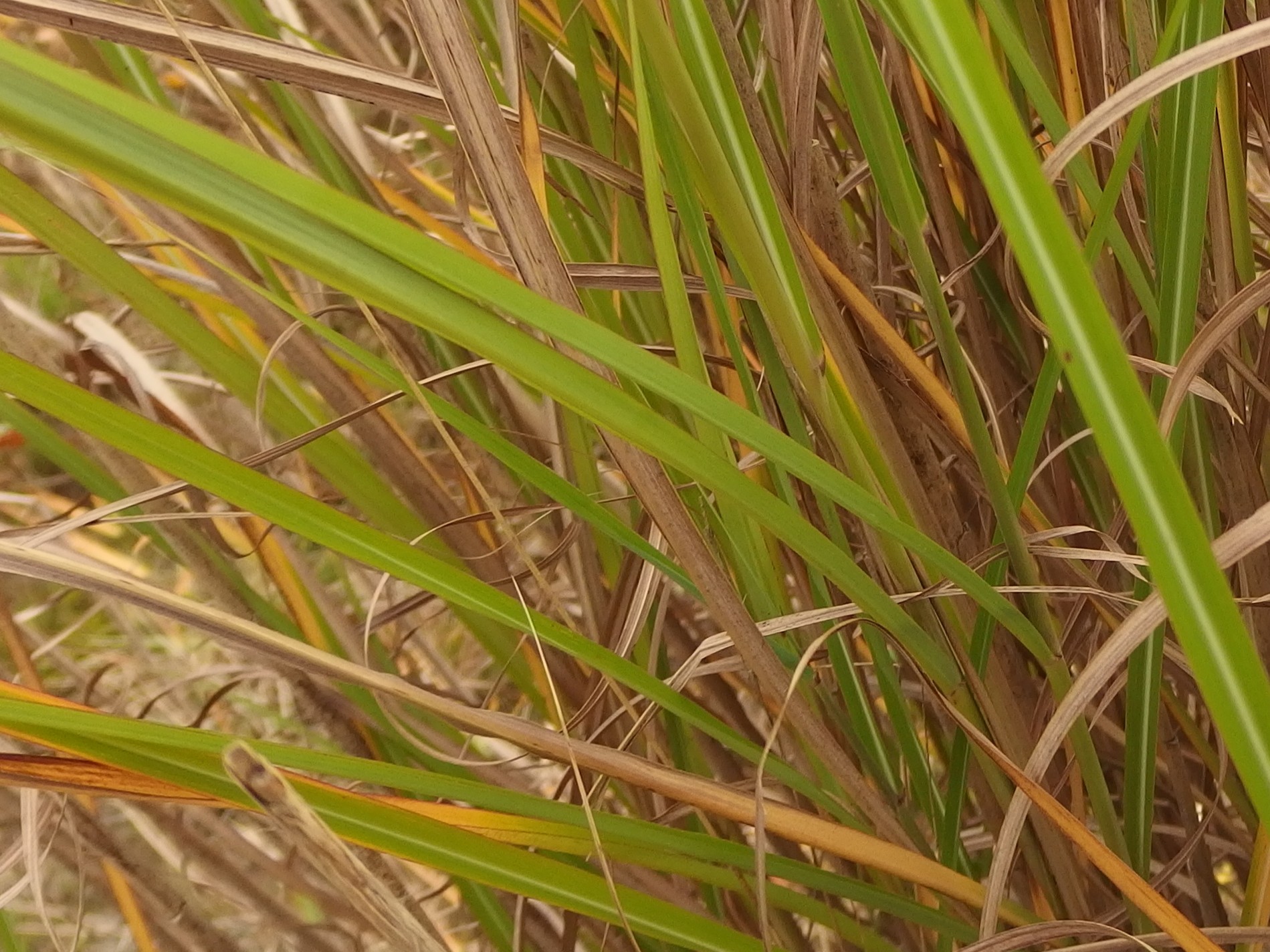 Miscanthus sinensis (door Aad van Diemen)