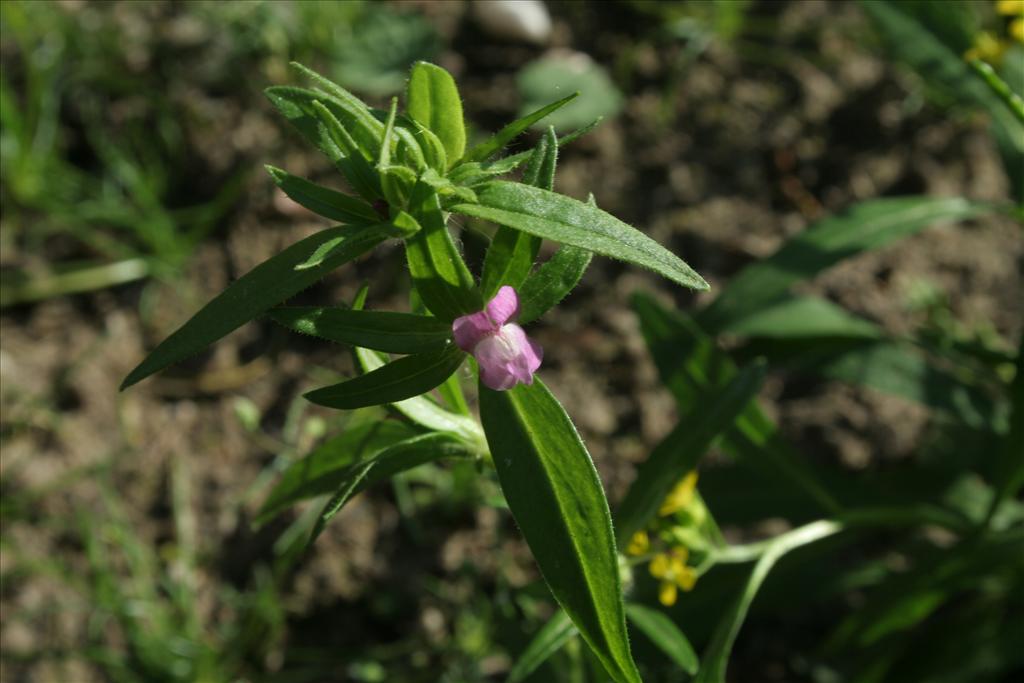 Misopates orontium (door Pieter Stolwijk)