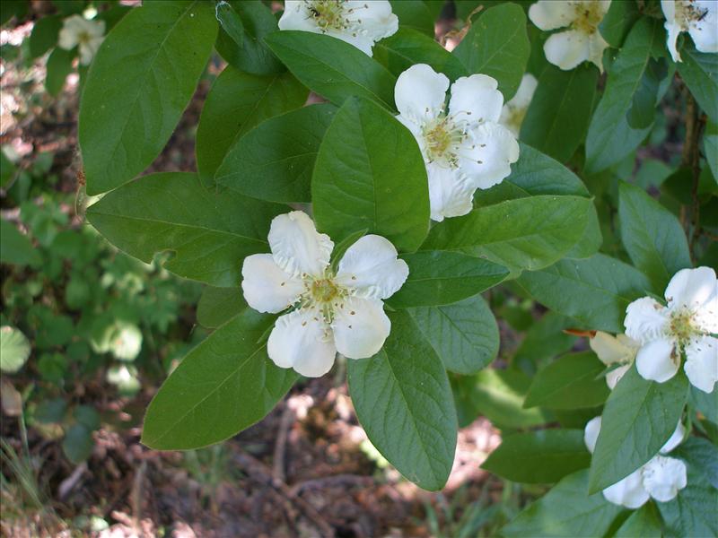 Mespilus germanica (door Piet Bremer )