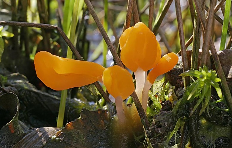 Mitrula paludosa (door Gerben Winkel)