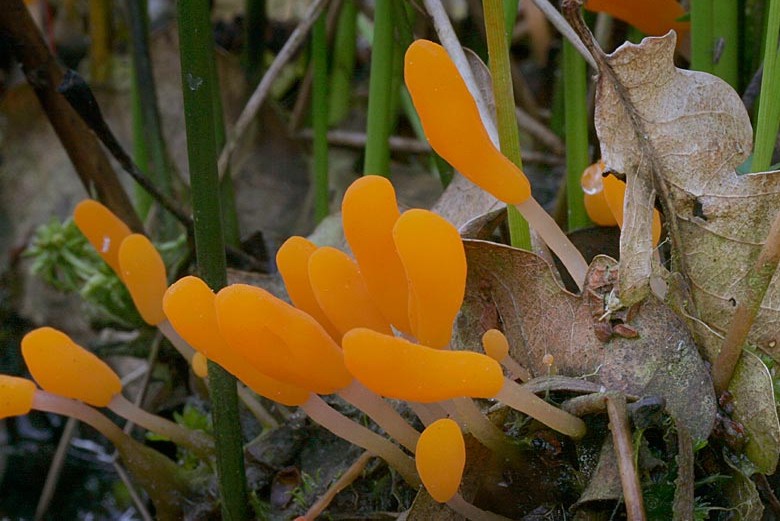 Mitrula paludosa (door Gerben Winkel)