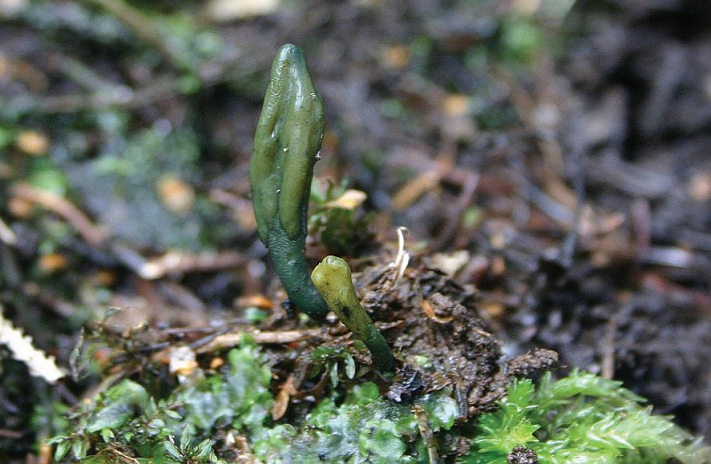 Microglossum viride (door Atte van den Berg)