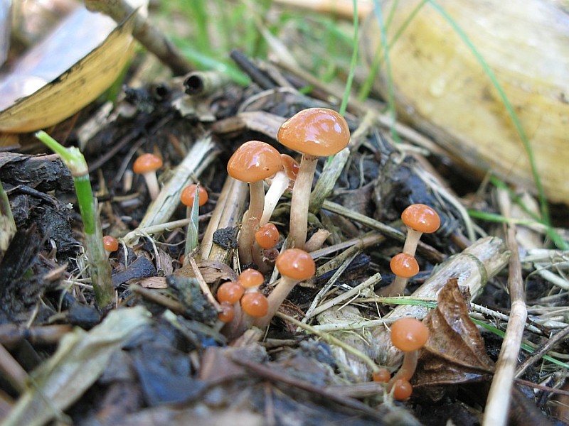 Hypholoma subericaeum (door Lucien Noens)