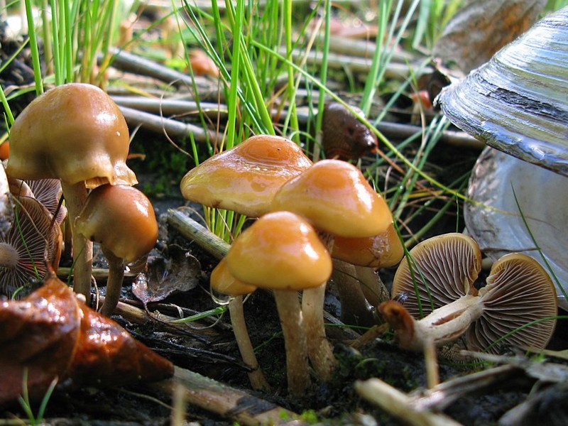 Hypholoma subericaeum (door Lucien Noens)