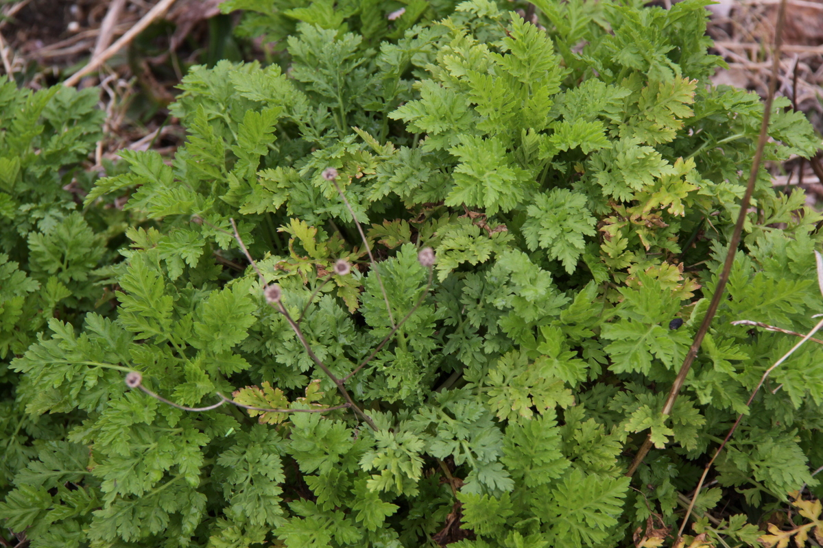 Tanacetum parthenium (door Peter Meininger)