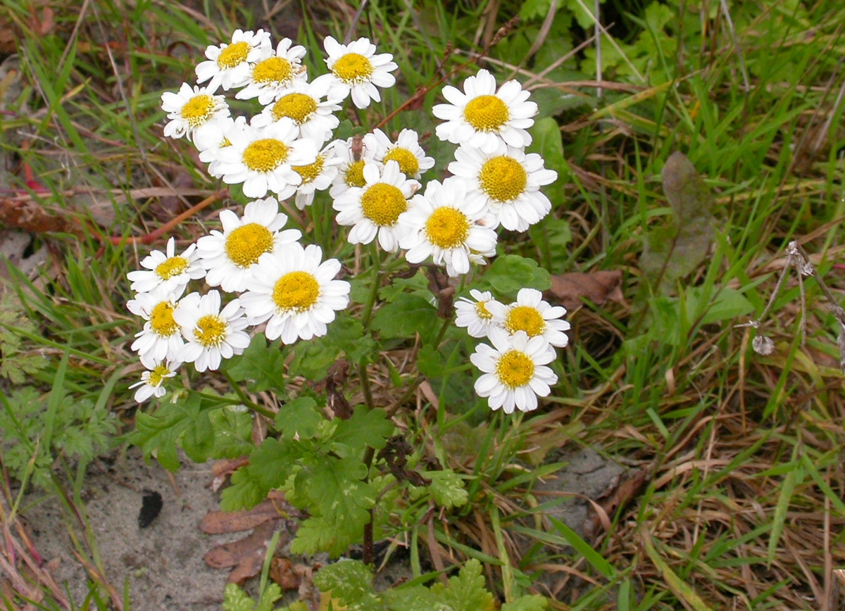 Tanacetum parthenium (door Peter Meininger)