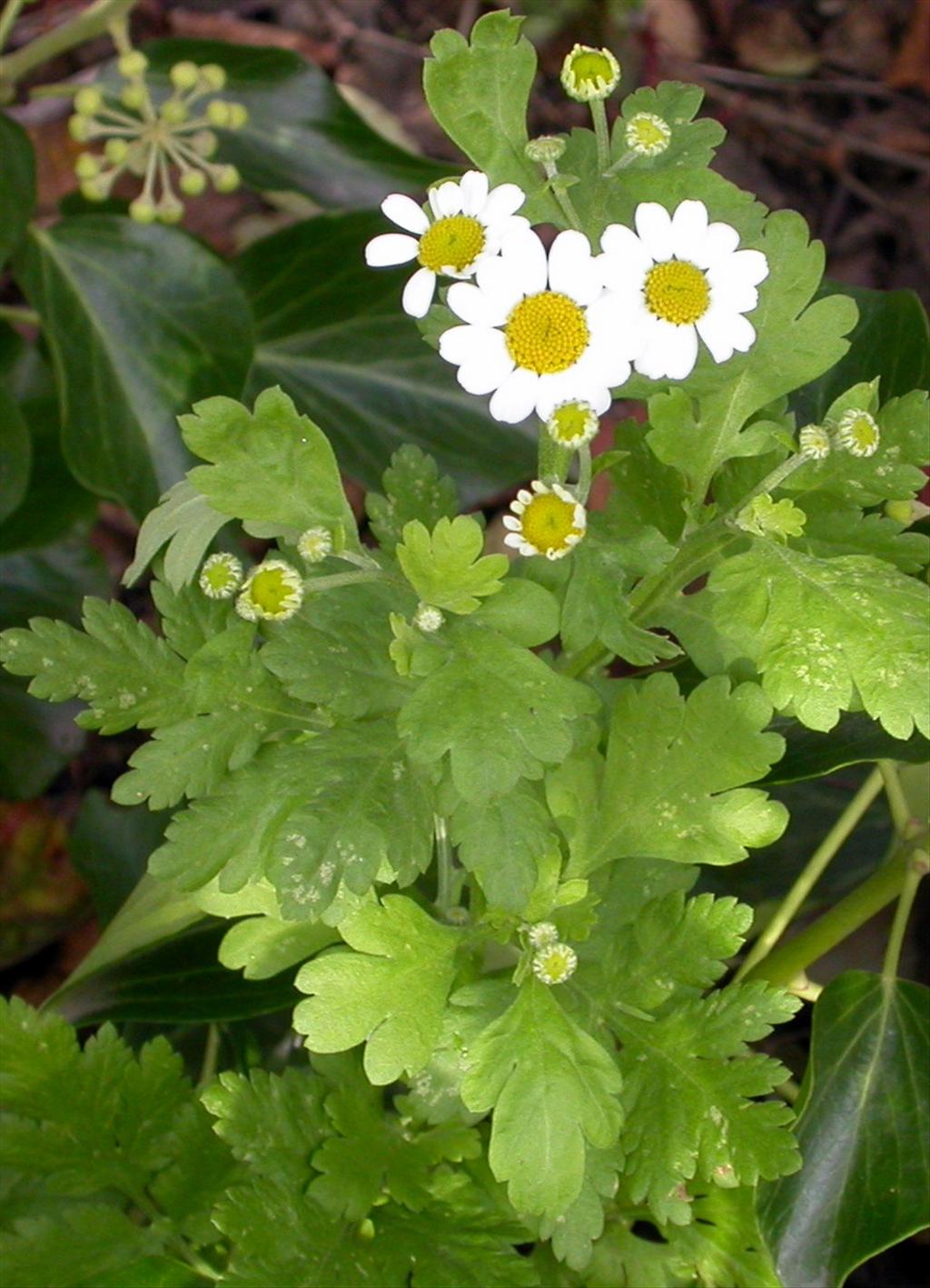 Tanacetum parthenium (door Peter Meininger)