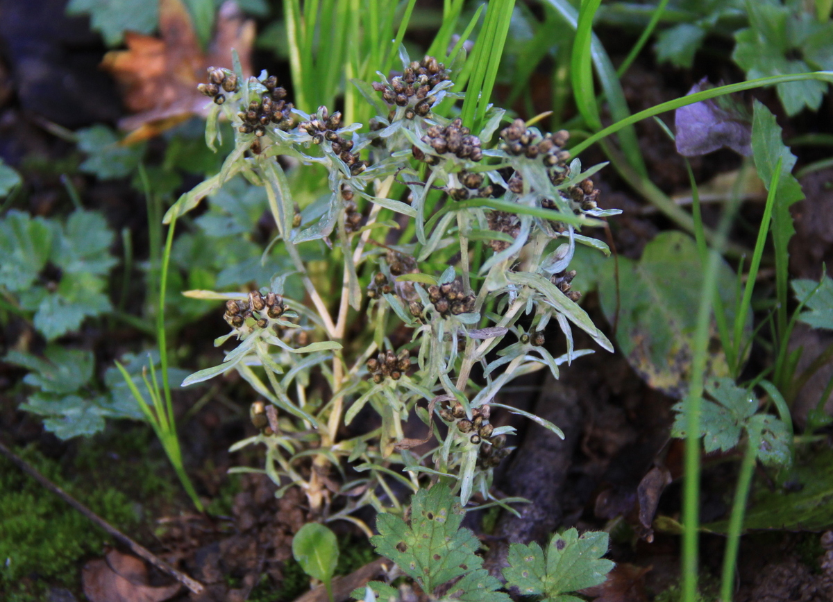 Gnaphalium uliginosum (door Peter Meininger)