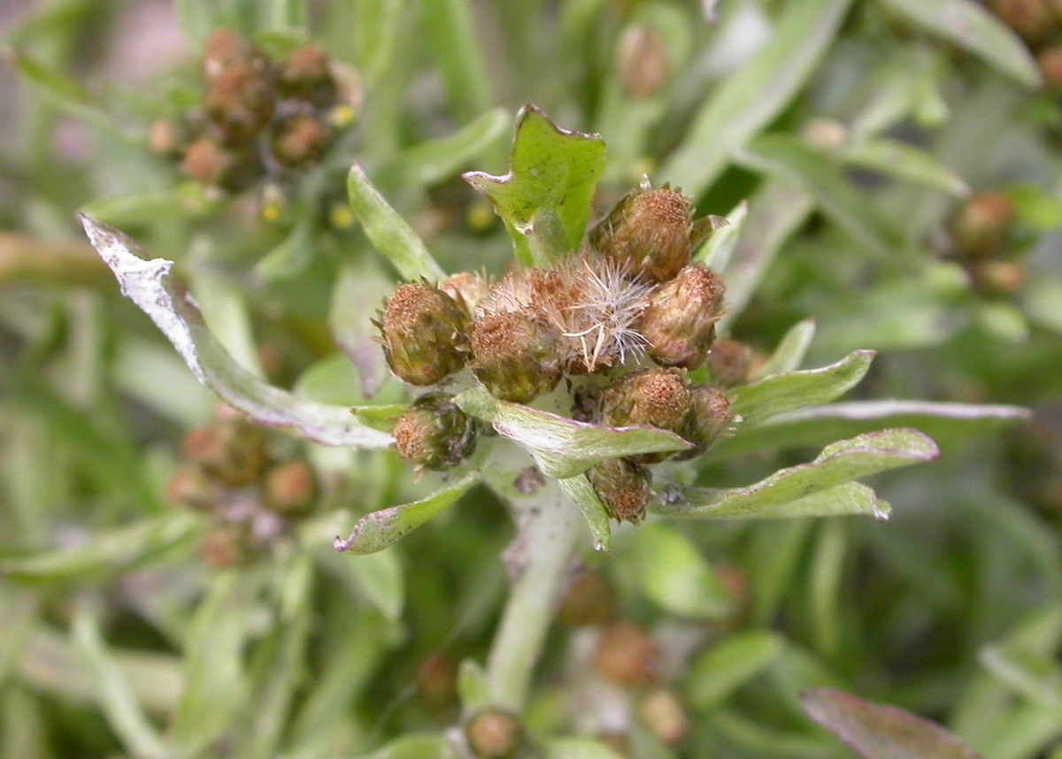 Gnaphalium uliginosum (door Peter Meininger)