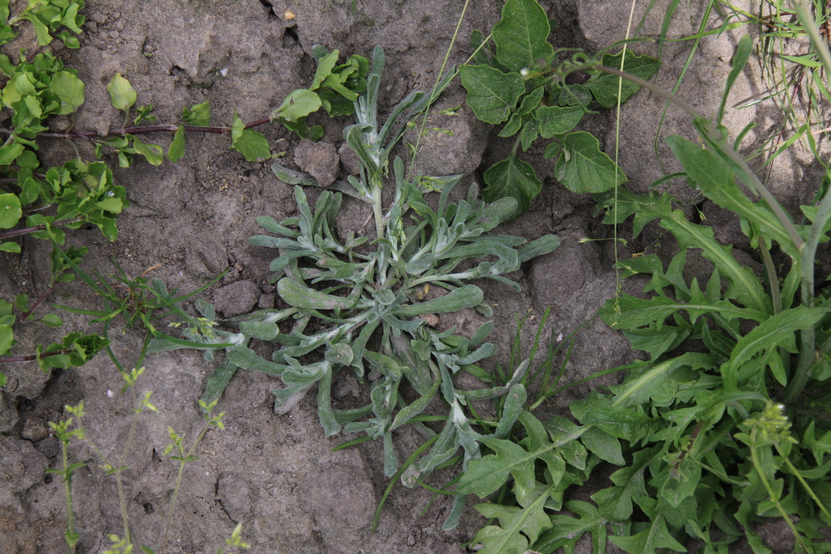 Pseudognaphalium luteoalbum (door Peter Meininger)