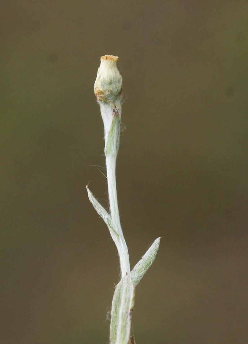 Pseudognaphalium luteoalbum (door Peter Meininger)