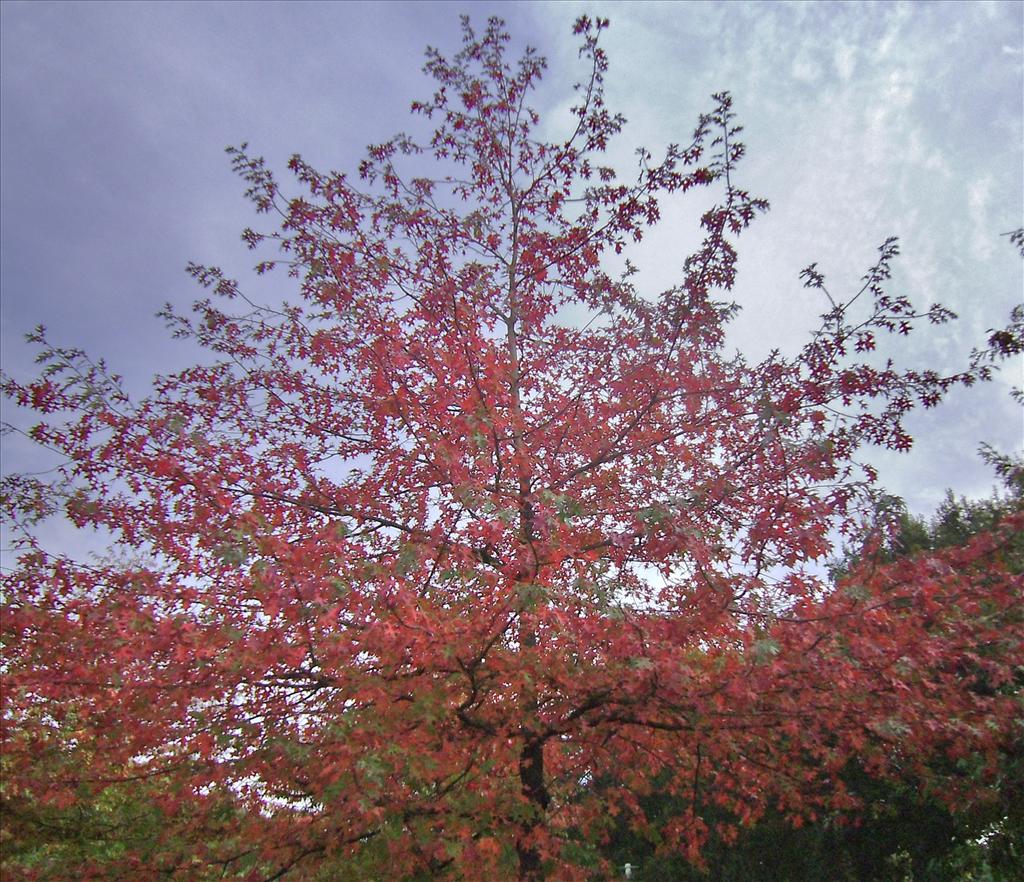 Quercus palustris (door Toon Verrijdt)