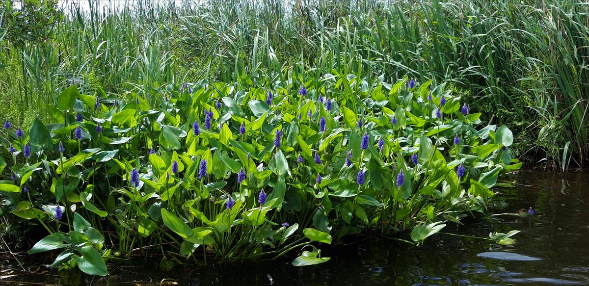 Pontederia cordata (door Maarten Langbroek)