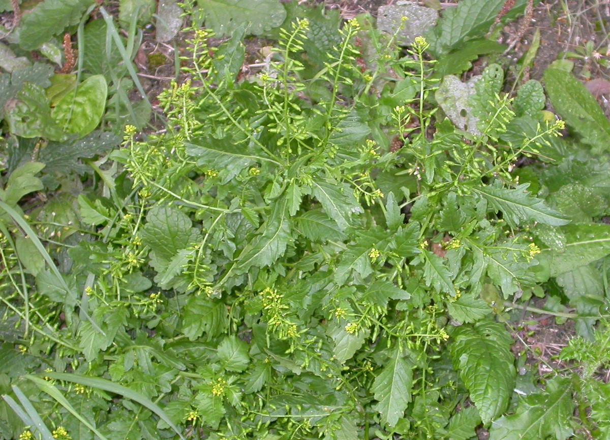 Rorippa palustris (door Peter Meininger)