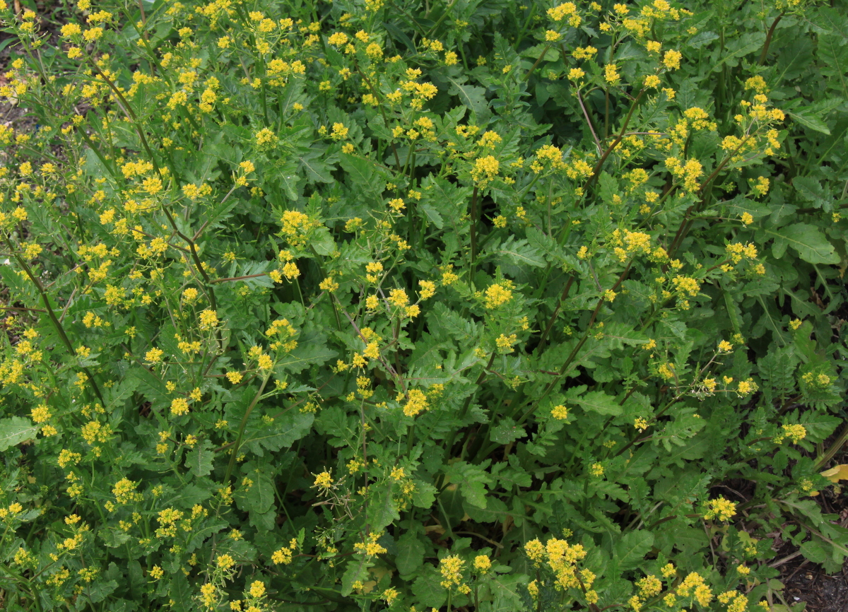 Rorippa palustris (door Peter Meininger)