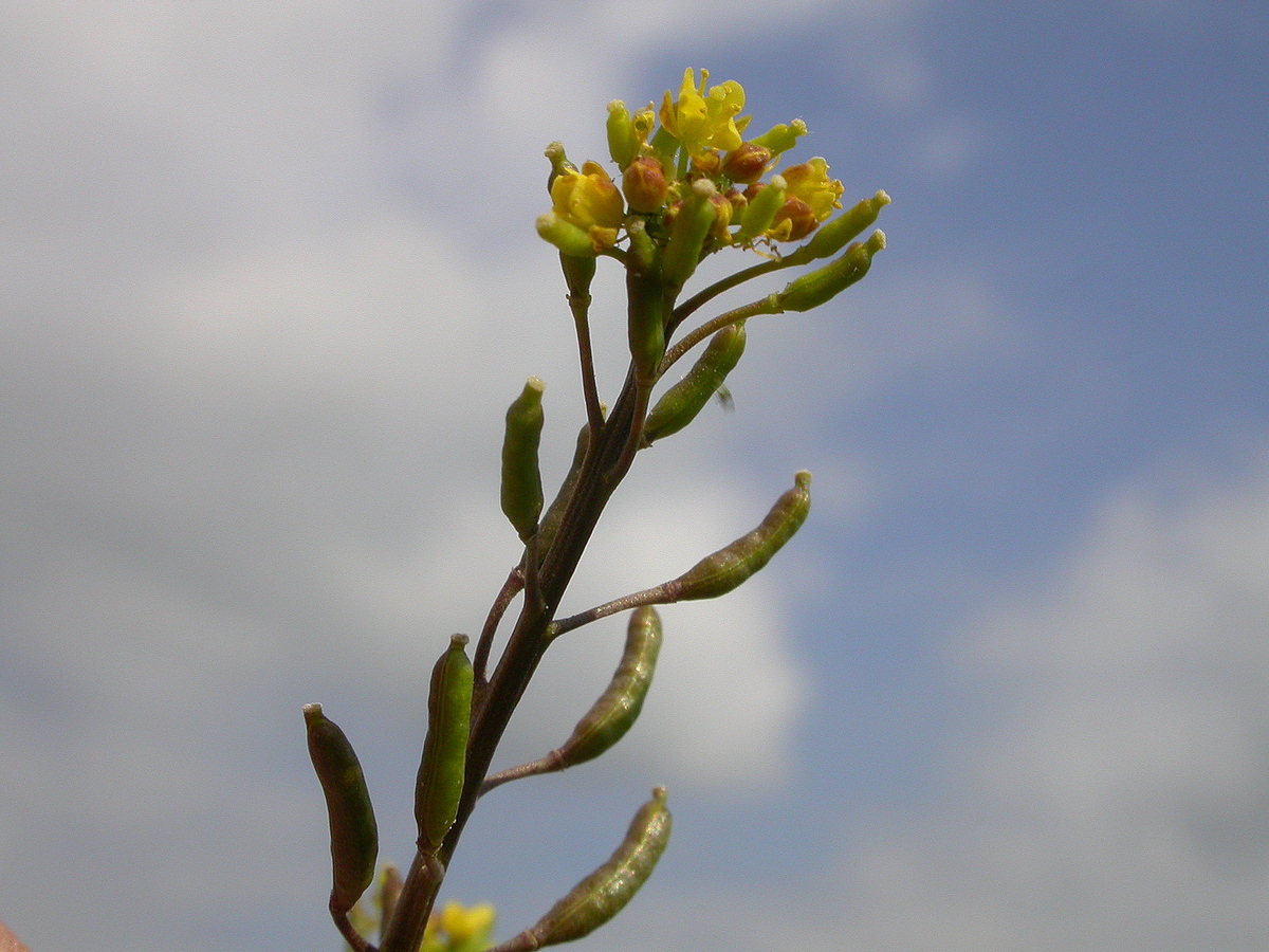 Rorippa palustris (door Peter Meininger)