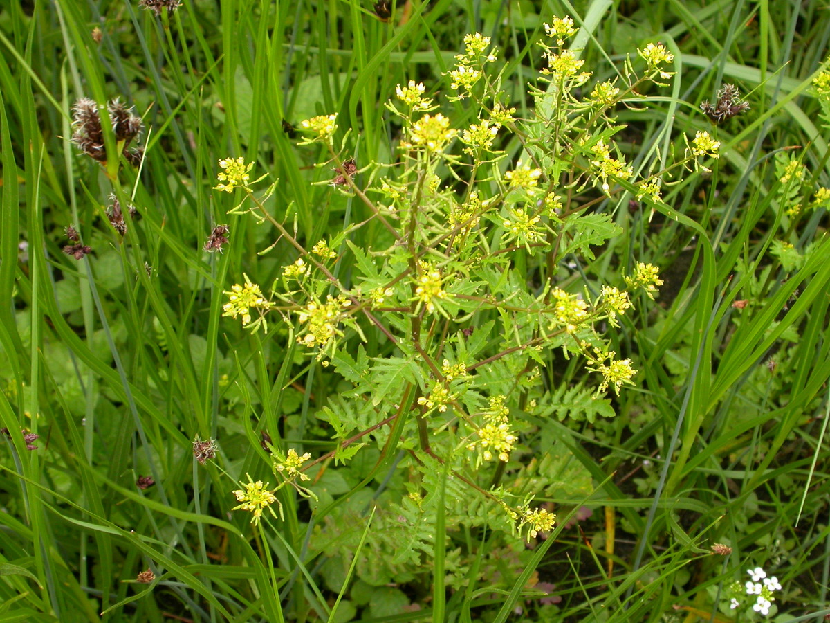 Rorippa palustris (door Peter Meininger)