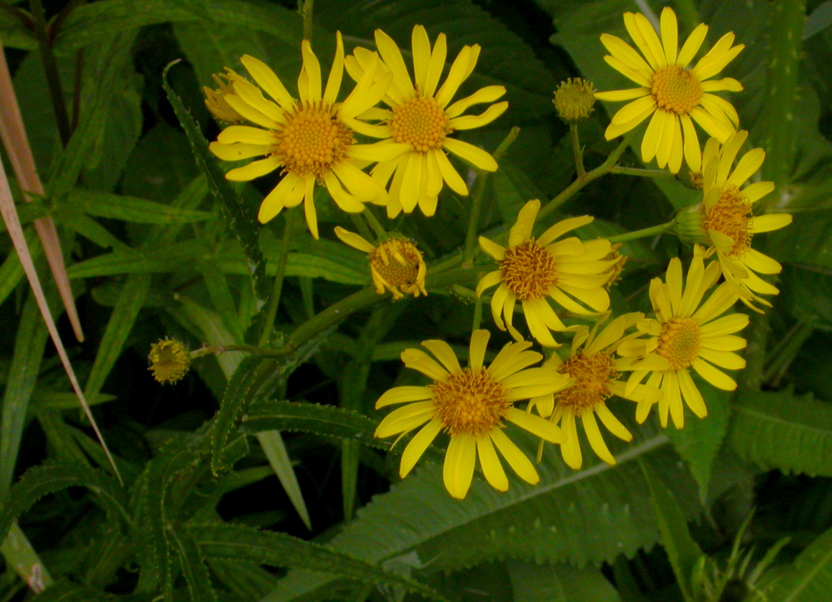 Jacobaea paludosa (door Peter Meininger)