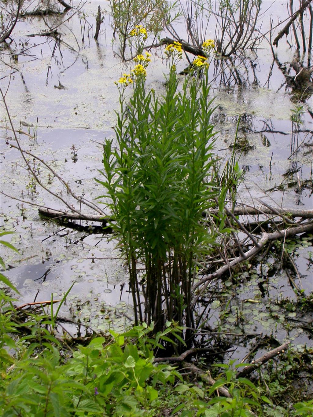 Jacobaea paludosa (door Peter Meininger)