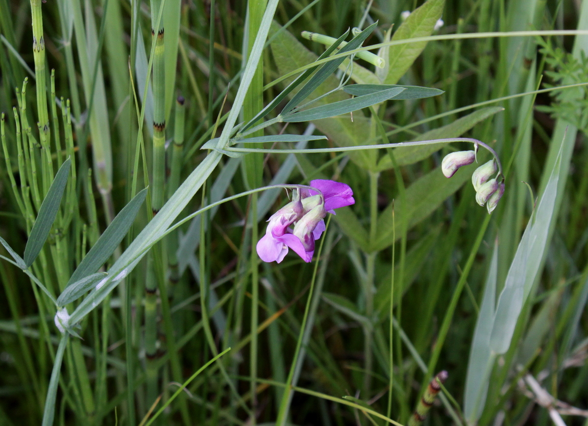 Lathyrus palustris (door Peter Meininger)