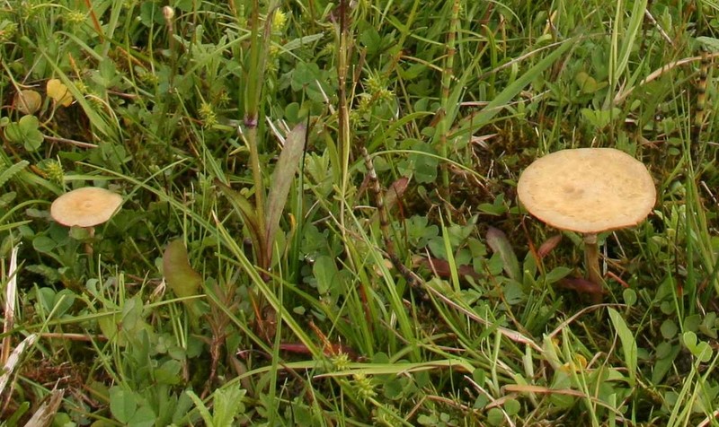 Agrocybe elatella (door Eef Arnolds)