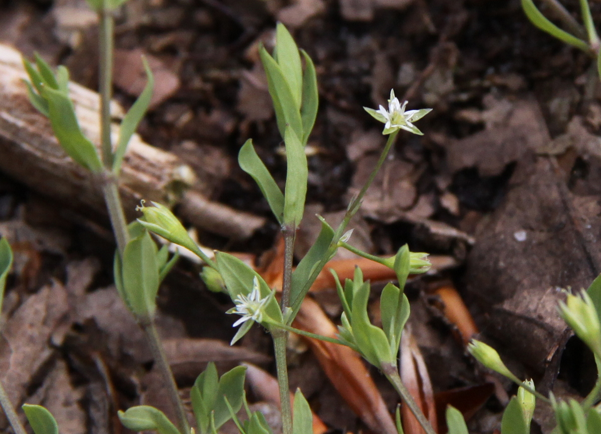 Stellaria alsine (door Peter Meininger)