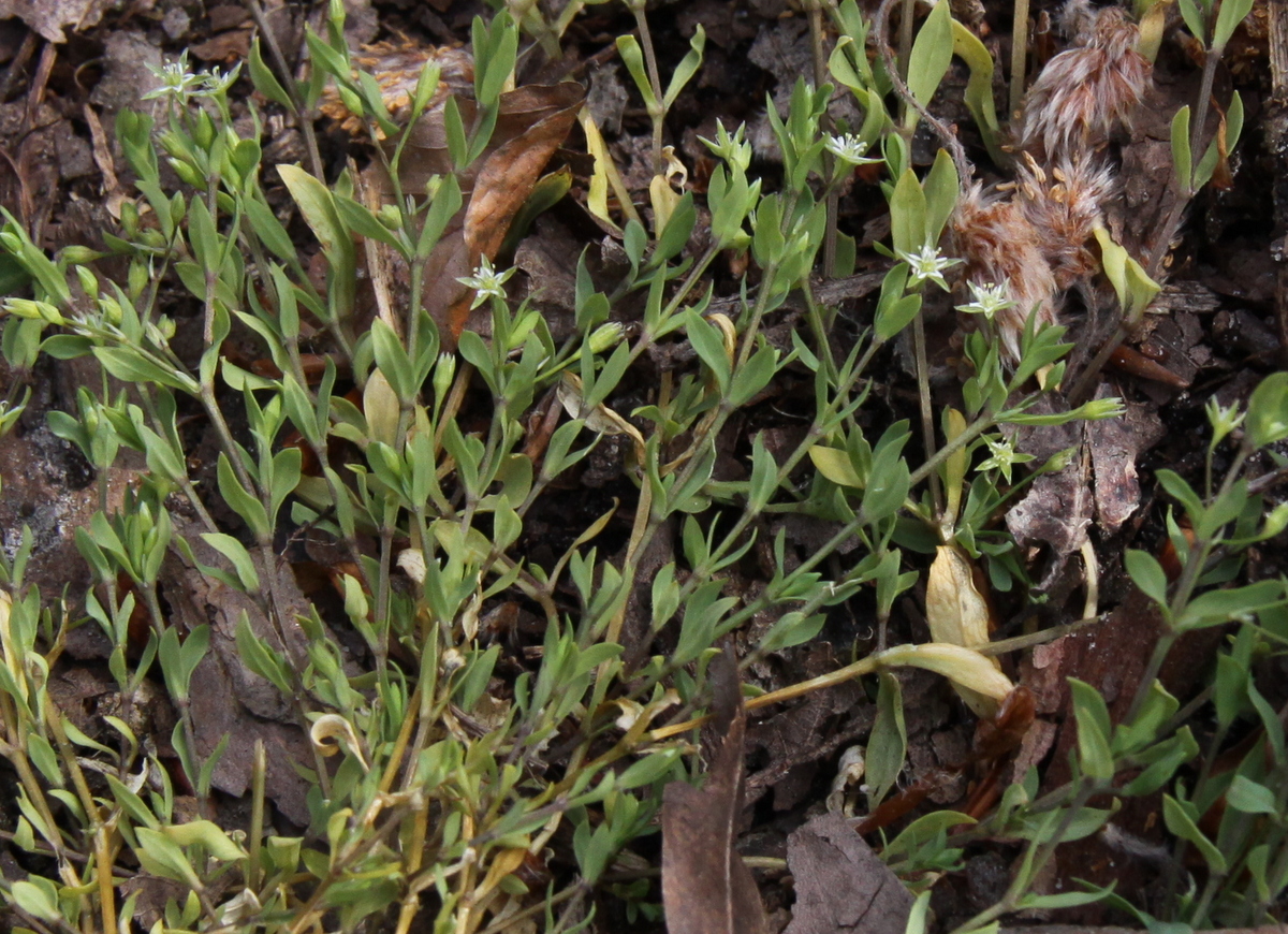 Stellaria alsine (door Peter Meininger)