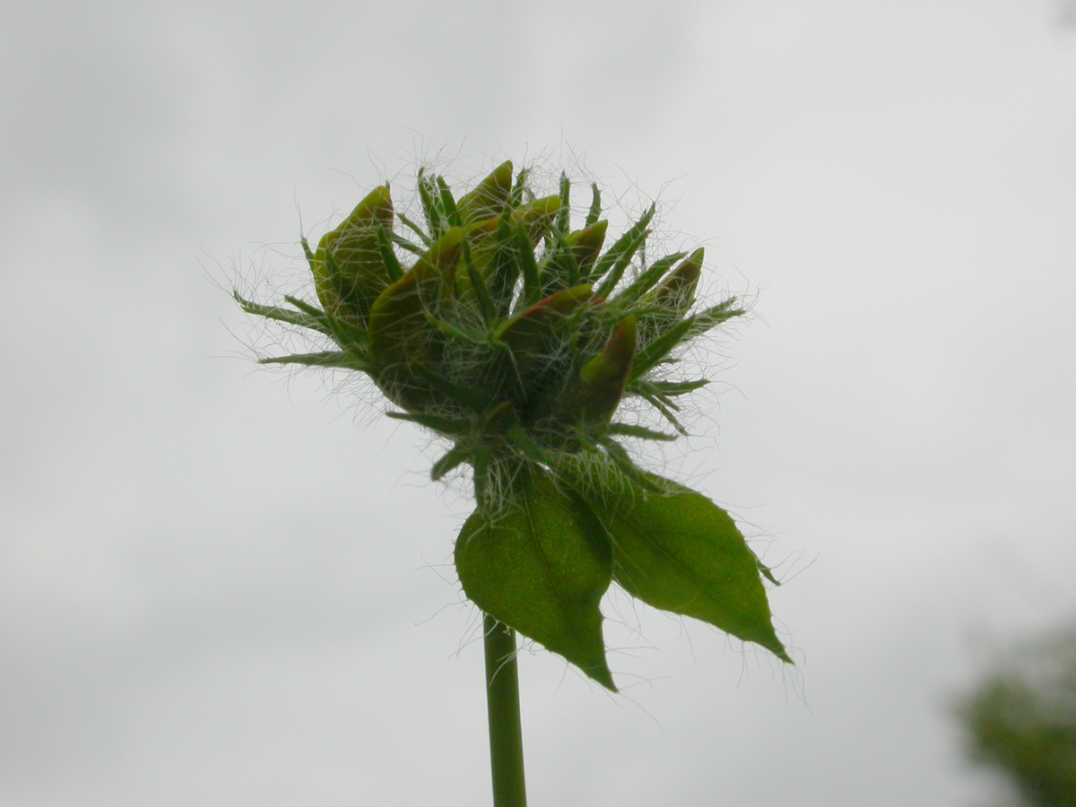 Lotus pedunculatus (door Peter Meininger)