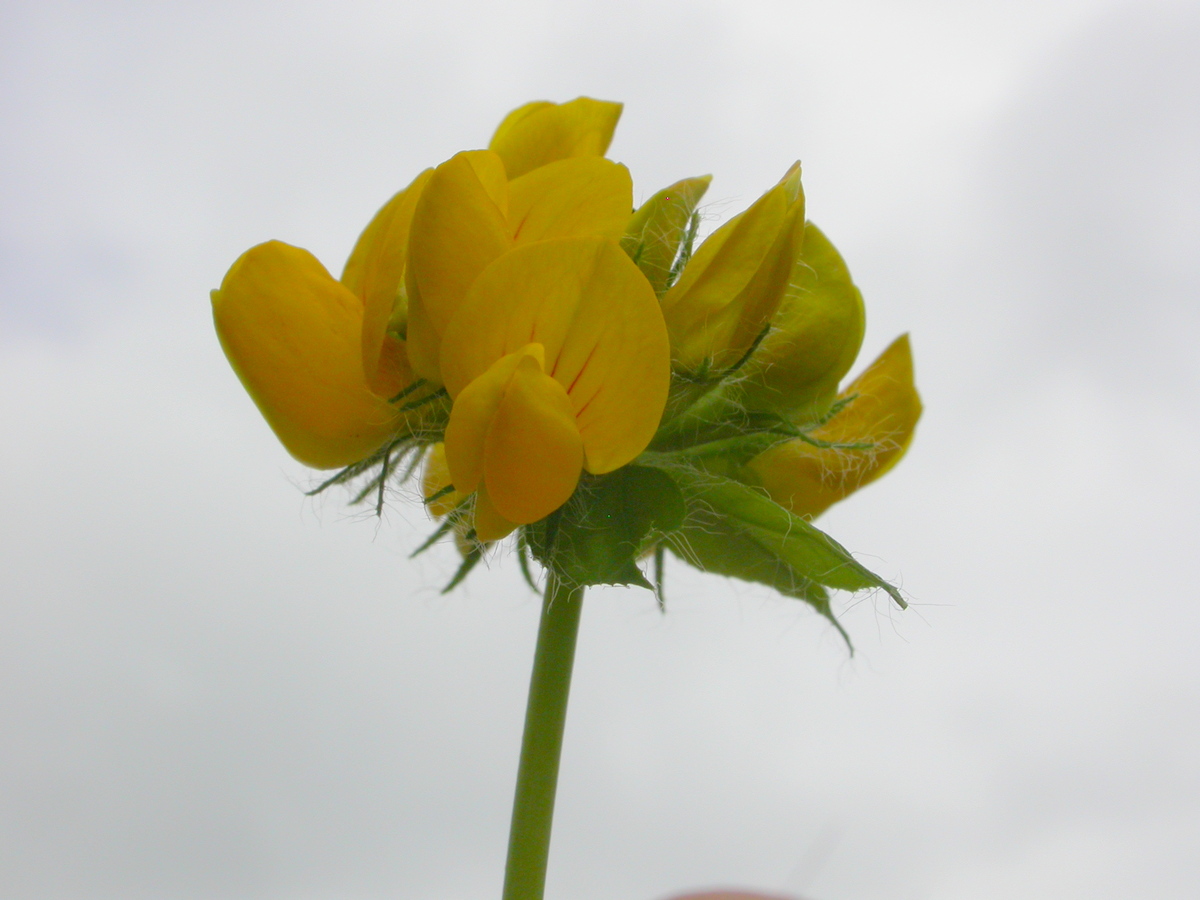 Lotus pedunculatus (door Peter Meininger)