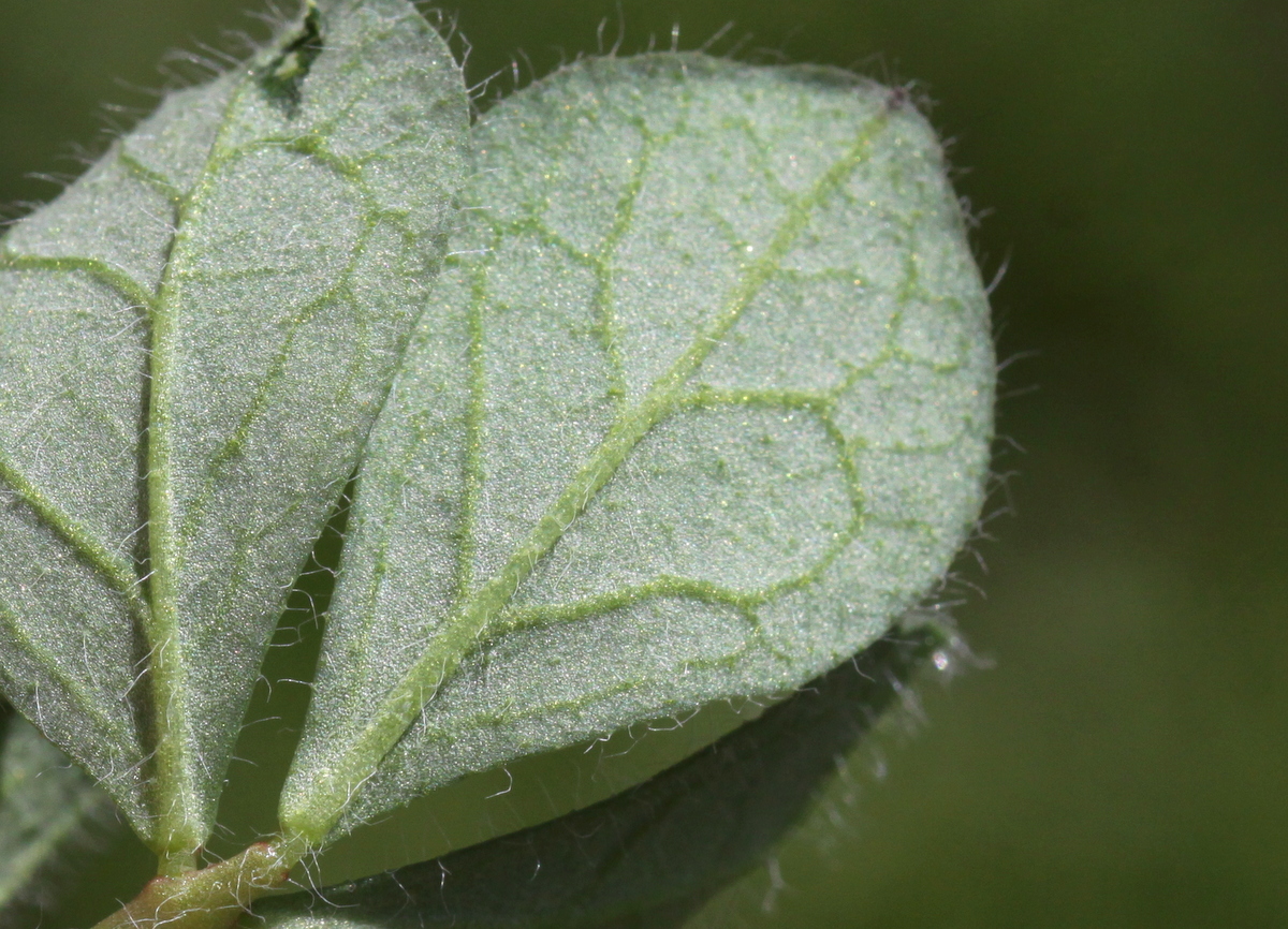 Lotus pedunculatus (door Peter Meininger)