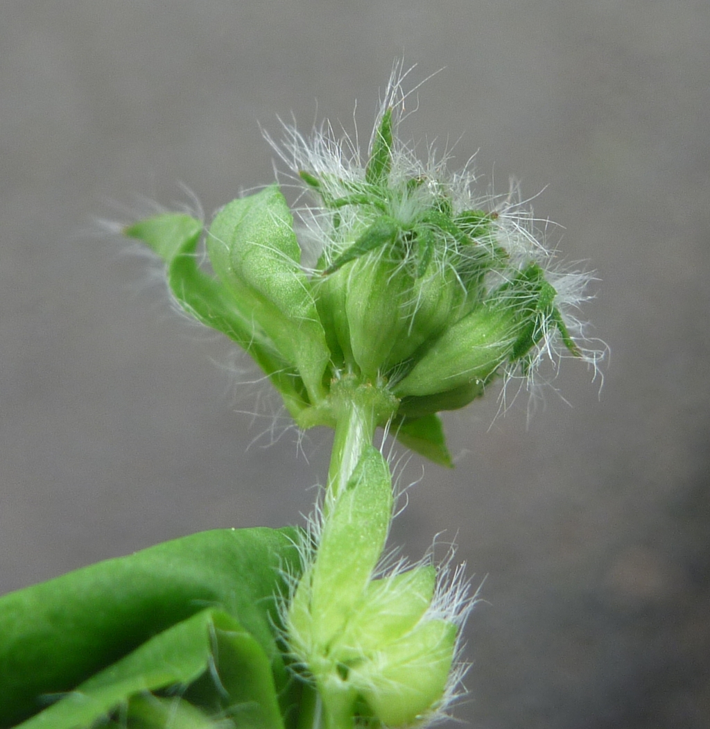 Lotus pedunculatus (door Cor Nonhof)