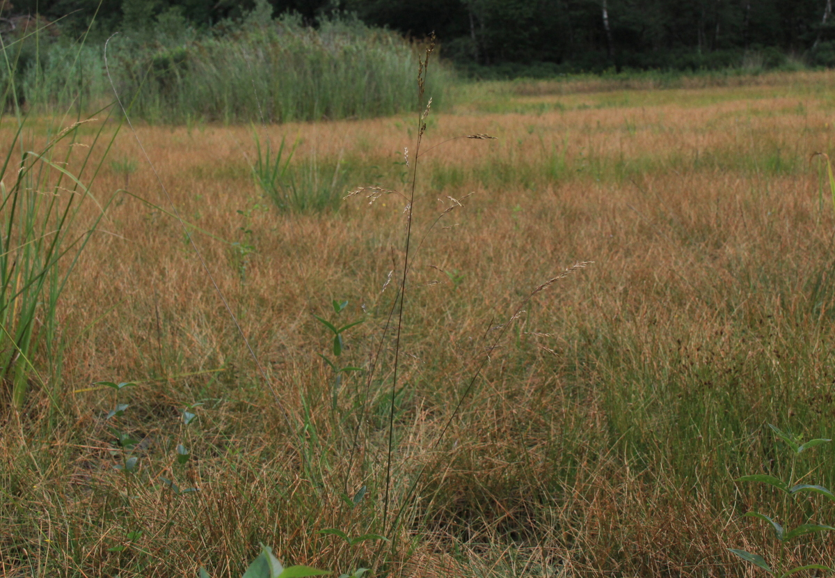 Deschampsia setacea (door Peter Meininger)