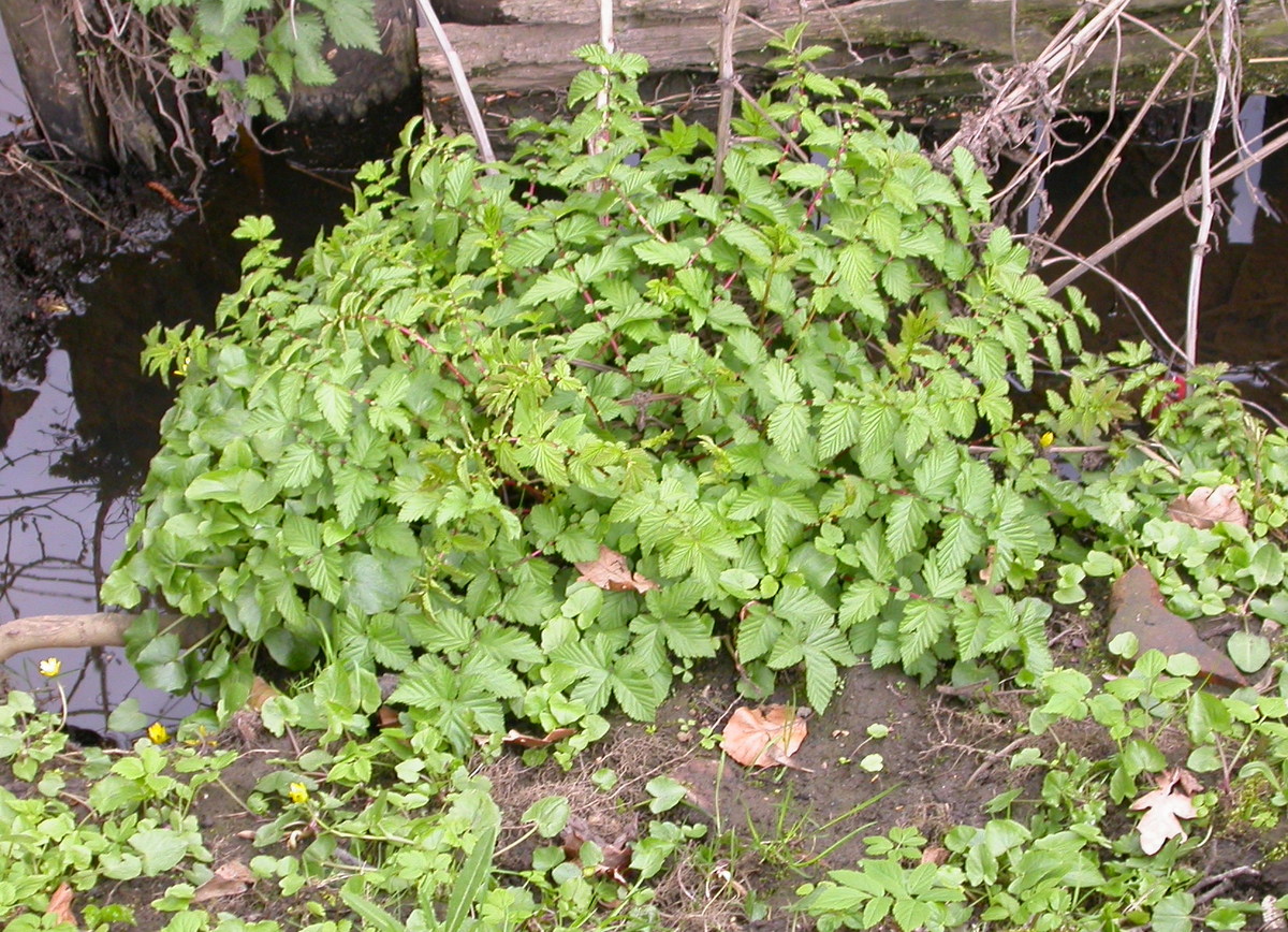 Filipendula ulmaria (door Peter Meininger)